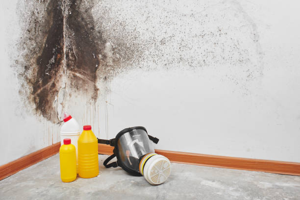 Best Industrial Mold Remediation in Grapevine, TX