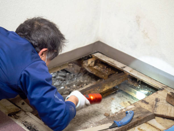 Best HVAC Mold Remediation in Grapevine, TX