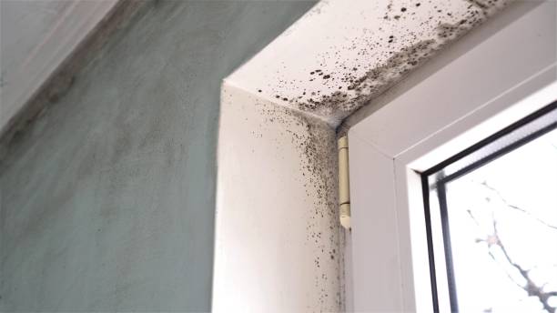 Best Health and Safety Mold Remediation in Grapevine, TX