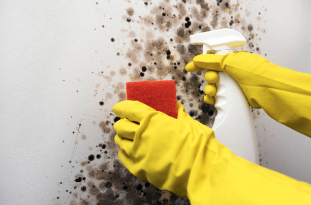 Best Mold Remediation for Specific Building Types in Grapevine, TX