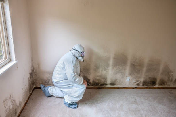 Best Insurance-Related Mold Remediation in Grapevine, TX