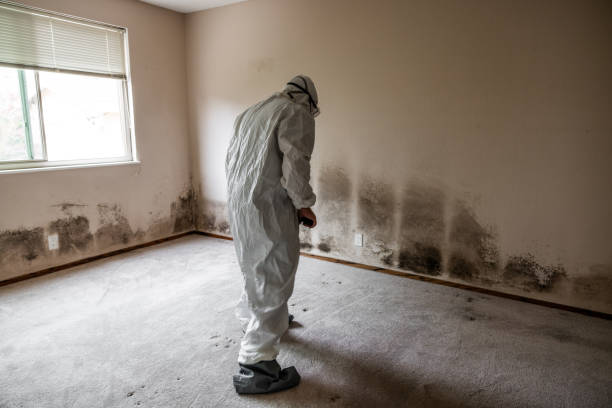 Best White Mold Remediation in Grapevine, TX