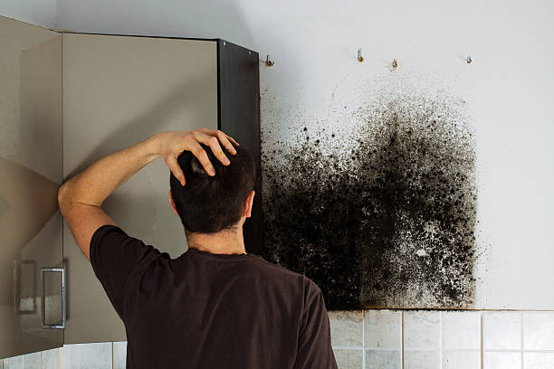 Best Preventive Mold Services in Grapevine, TX