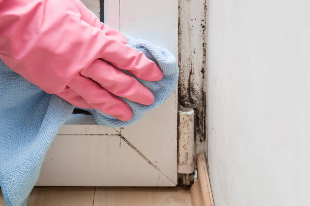 Best DIY Mold Remediation Support Services in Grapevine, TX